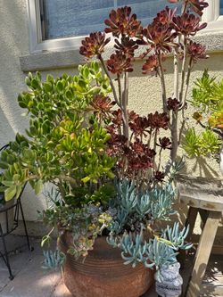 Big pot with assorted succulent plants