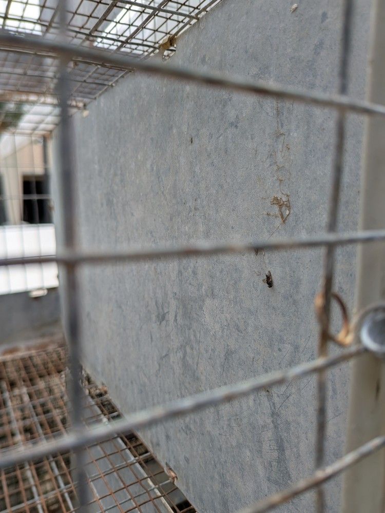 Indian Ring Neck Cage Wire Mesh Cage No Cage