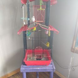 Parakeets