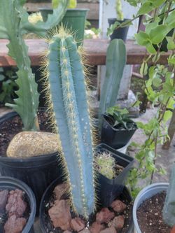 Blue Torch Cactus