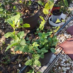 Jasmine Flower Plants Young Plants Smells Sweet