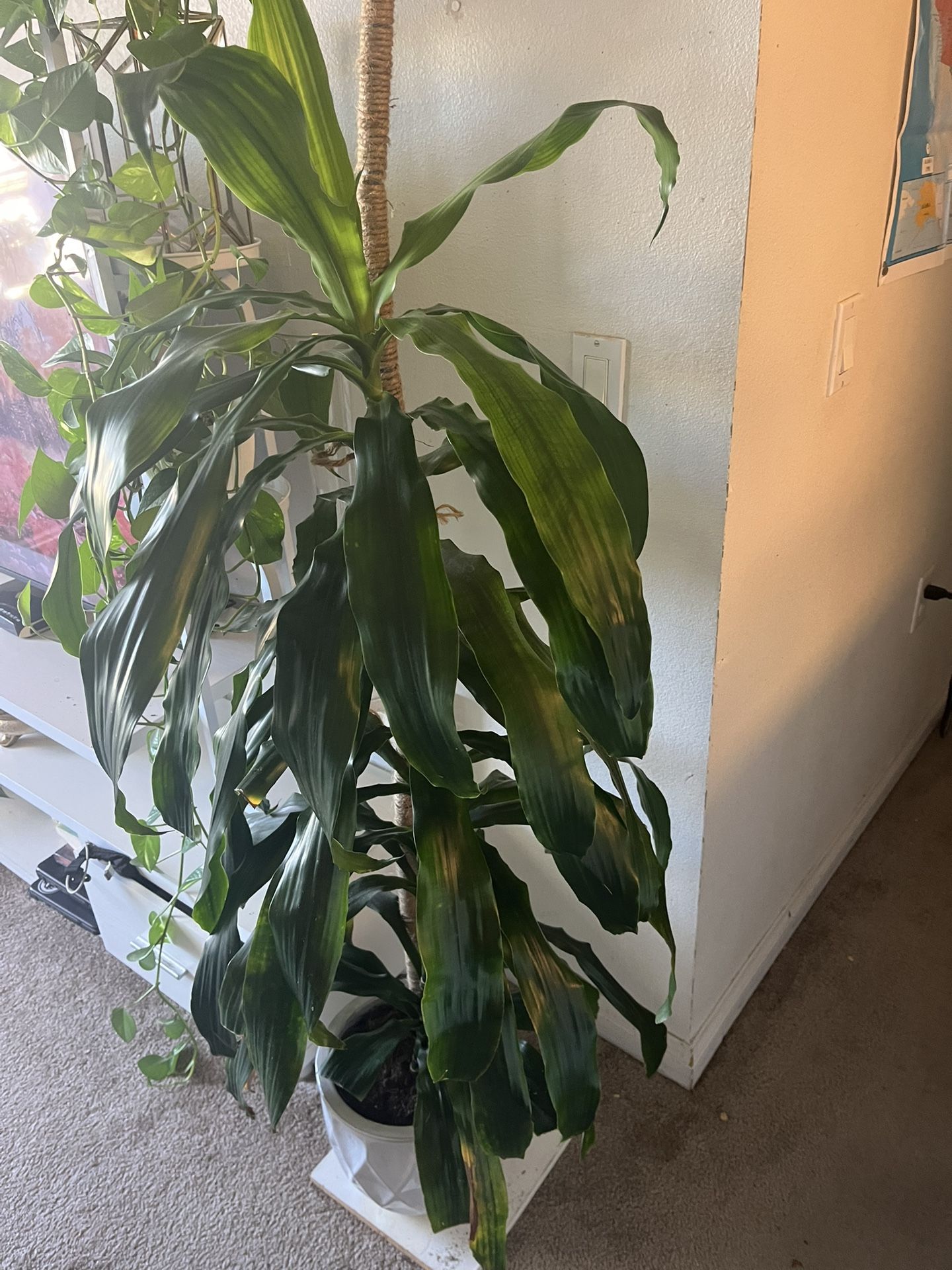Gorgeous Indoor Tree Plant