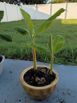 Sweet banana trees