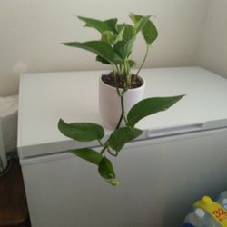 Photos Plant In White Ceramic Pot 