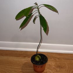Avocado Tree😄
