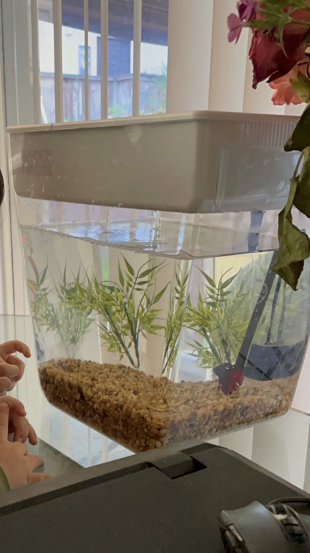 Back to the Roots - Fish Tank & Aquaponic Garden