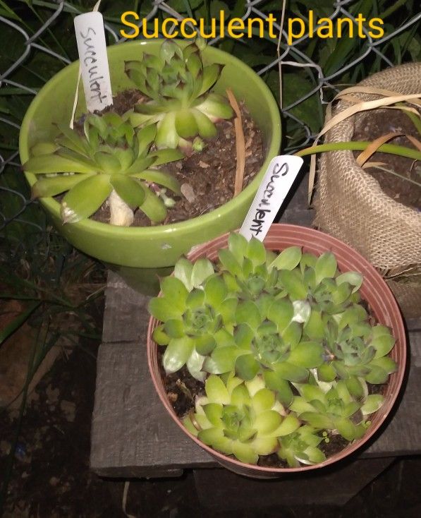 Succulent Plants 10$