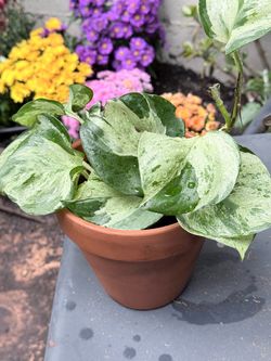 Manjula pothos