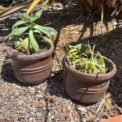Ceramic Brown Pots With Plants Matching Both For $25