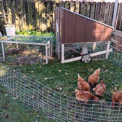 Backyard Chicken Coop And Tractor