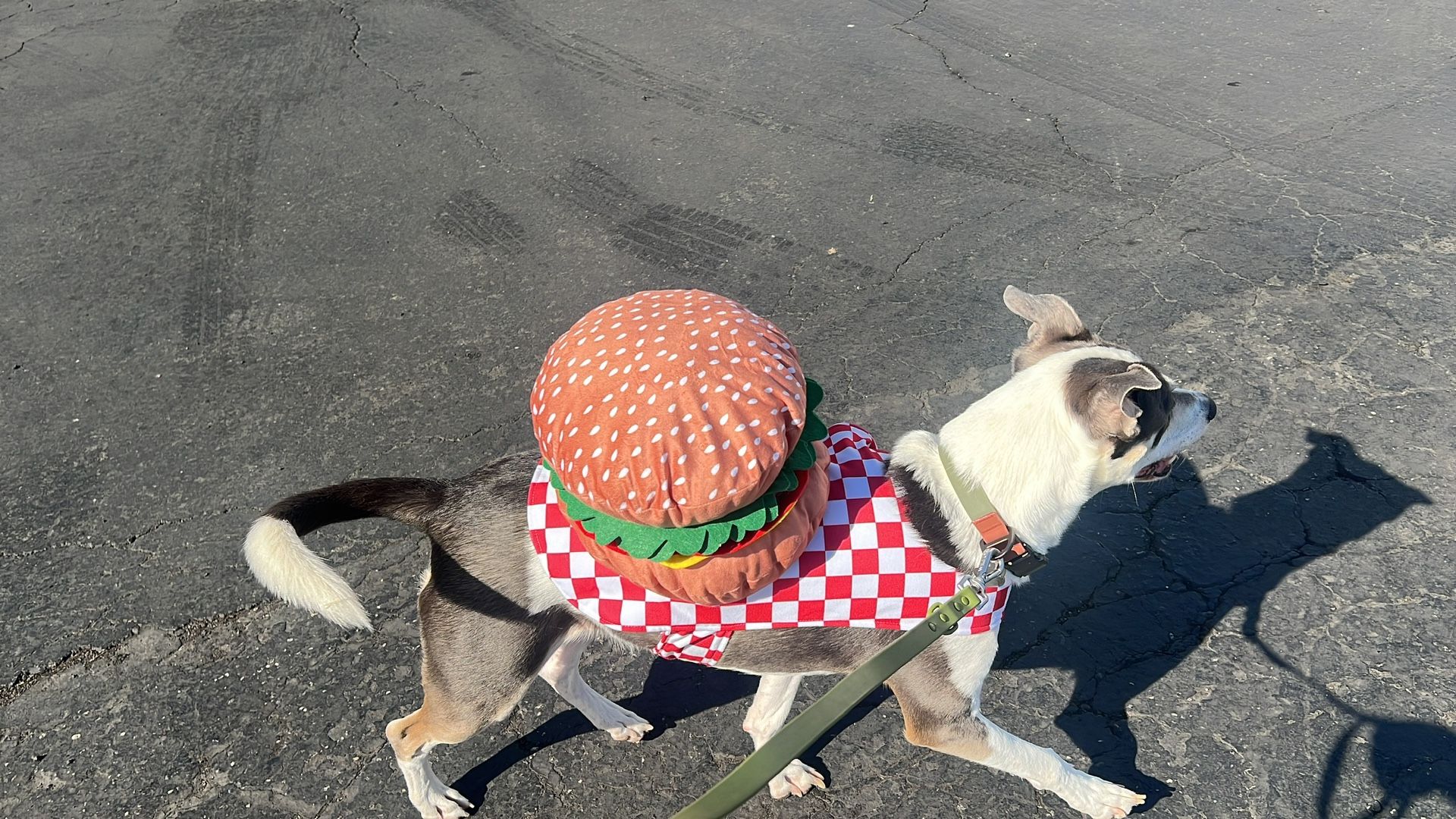 Dog Hamburger Costume