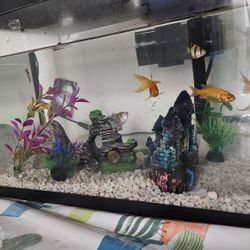 Fish Tank / 🐟 Goldfish And Other