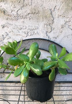 Jade Plant