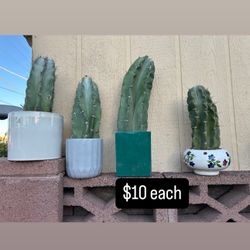 Organ Pipe Cactus Pups (and Huge Arms)