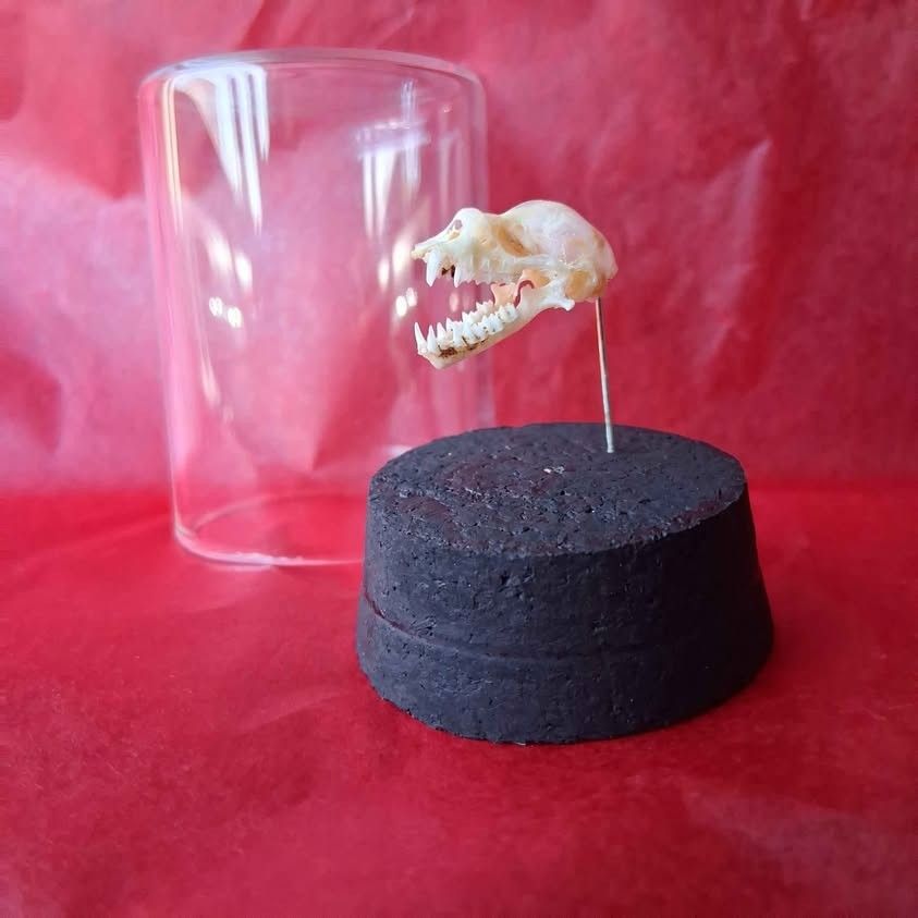 Halloween Skull In Jar 