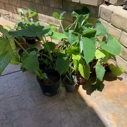 Beautiful Tropical Plants