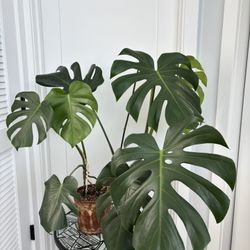 Monstera Plant w/ Terra-cotta Pot  🌱🪴
