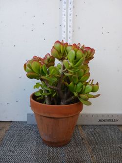 Cactus/Succulent SEE OTHER OFFERS