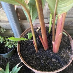 $100 Tiene Como 6 Plantas En Una Maseta 