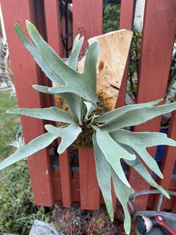 Veitchii Staghorn Fern Mounted On Live Edge Wood