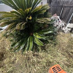 BIG Sago Palm – Priced to Sell FAST 🌴