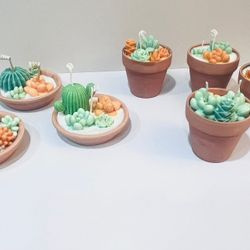 Succulent Candles