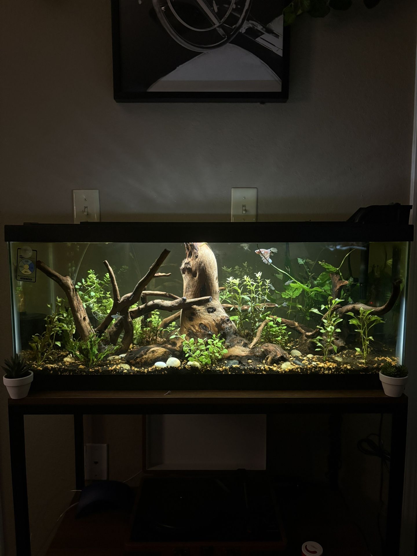 20 Gallon Fish Tank Setup - Full Kit (Filter, Light, Stand, etc.)