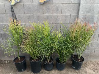 Plants