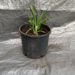 Spineless Yucca