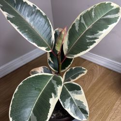 Variegated Rubber Plant (Ficus Ruby) – Healthy – $25