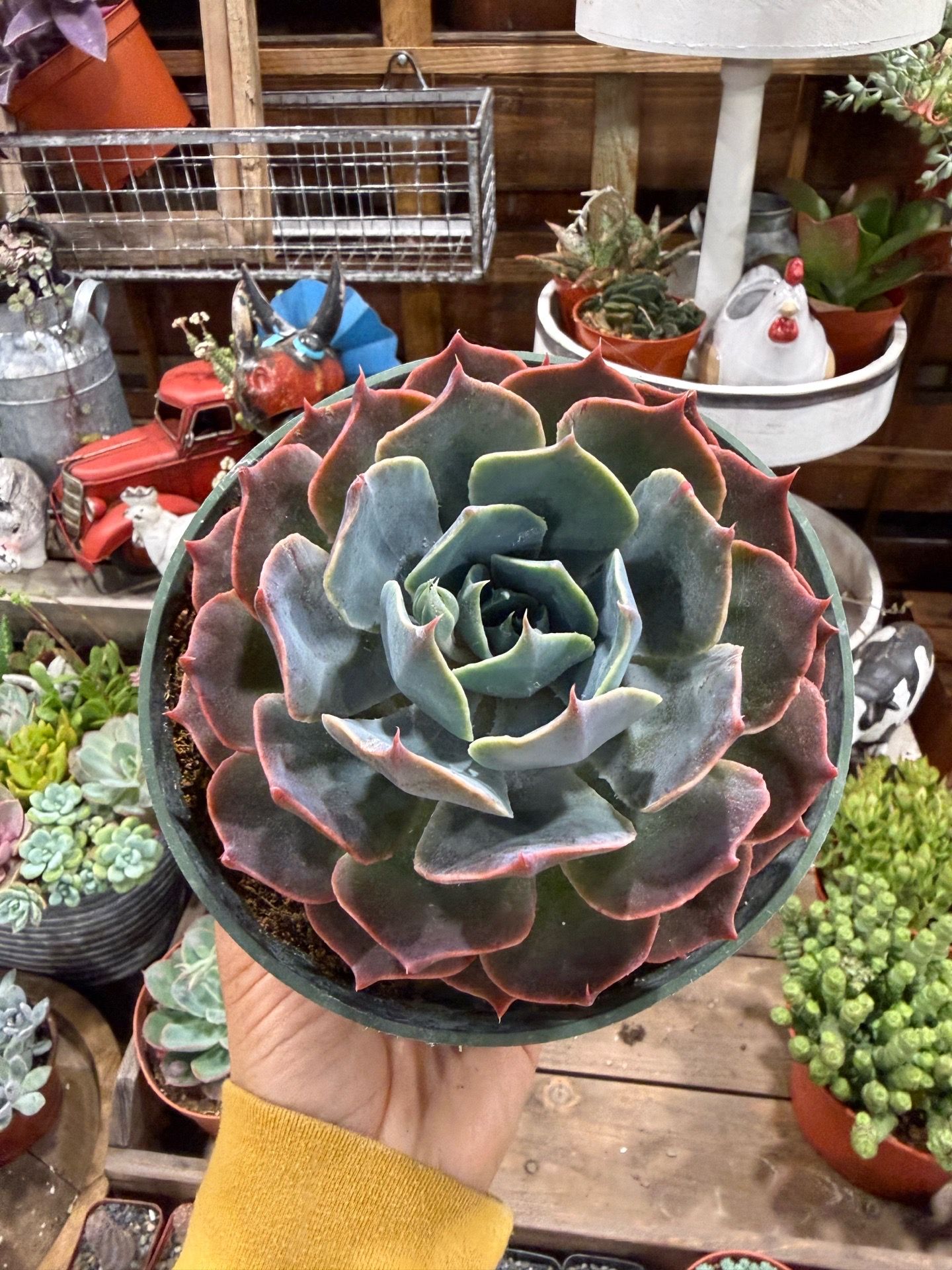 Echeveria Colorshift 6”