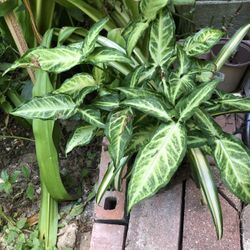Brake Fern With Mixed Plant 