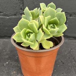 Succulents 