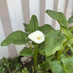 Beautiful White Arum Lily Flowers Plant Tree
