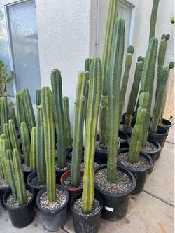 San Pedro cactus