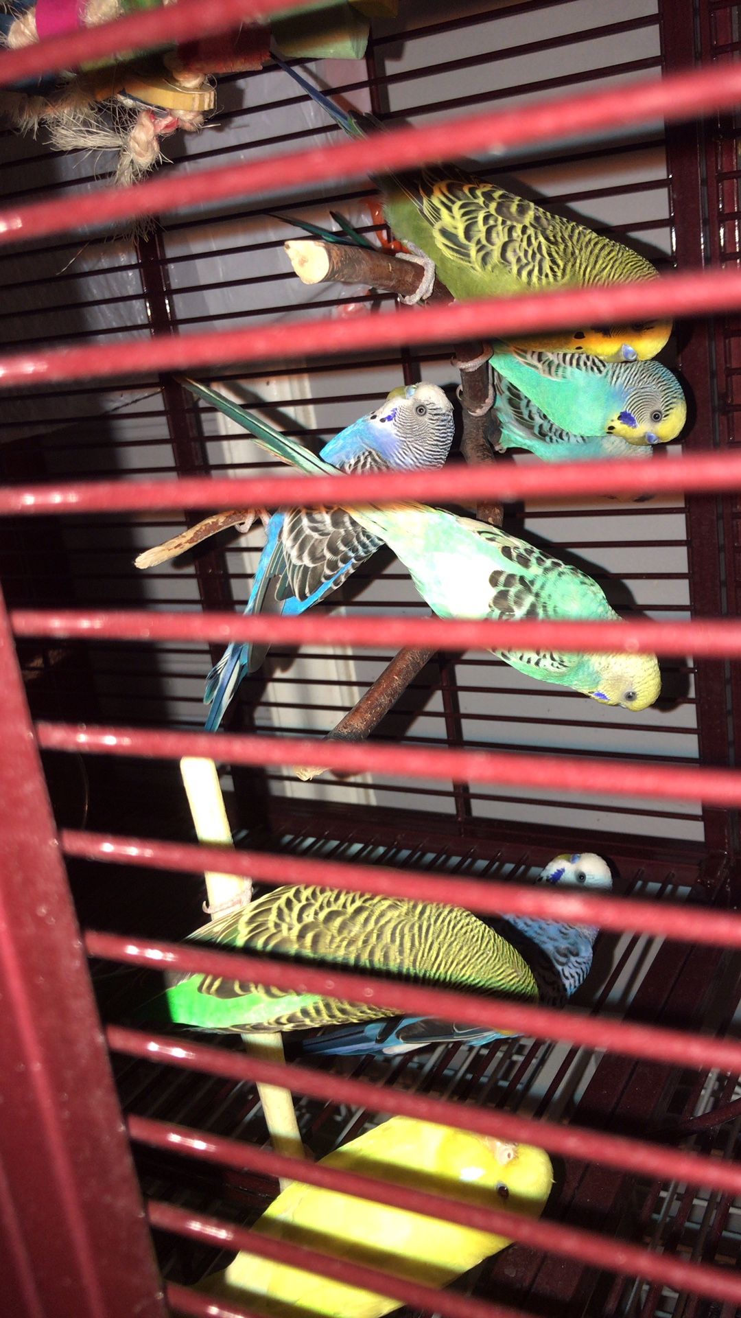 New Cage and Parakeets