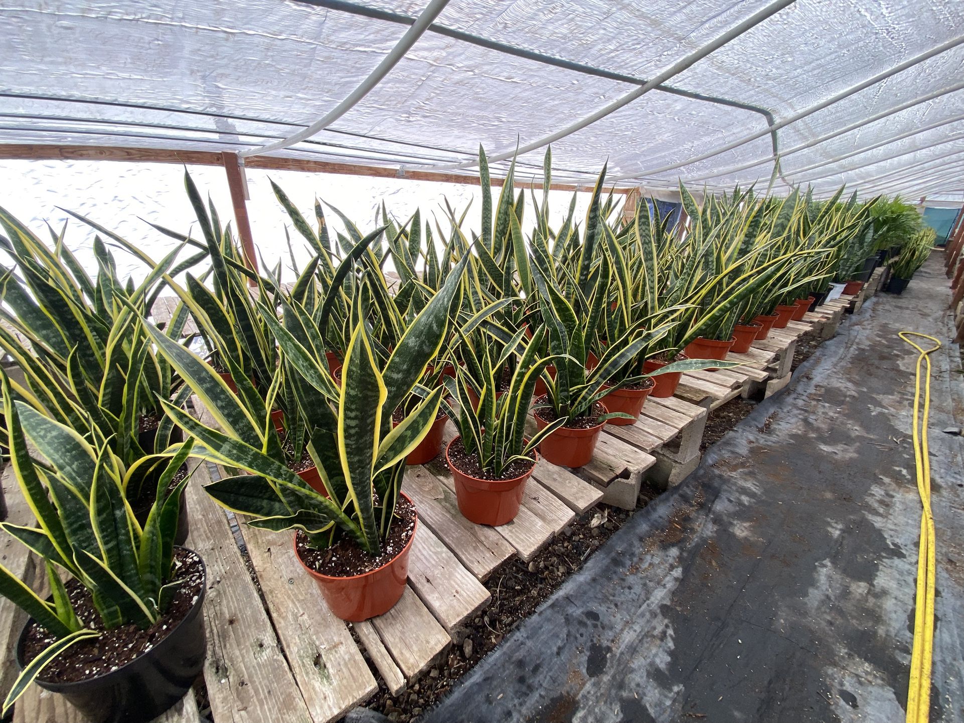 Snake Plant (Sansevieria) in an 8-inch pot