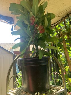 Plant