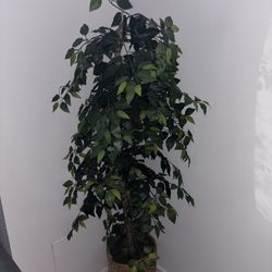 5 Feet & Half Inch Fake Indoor Tree 