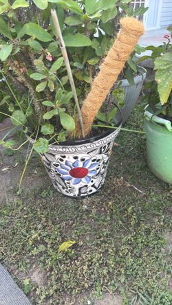 Mexican pottery with plantar