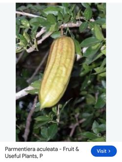 Parmentiera aculeata