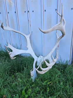 Large Caribou Antler Rack