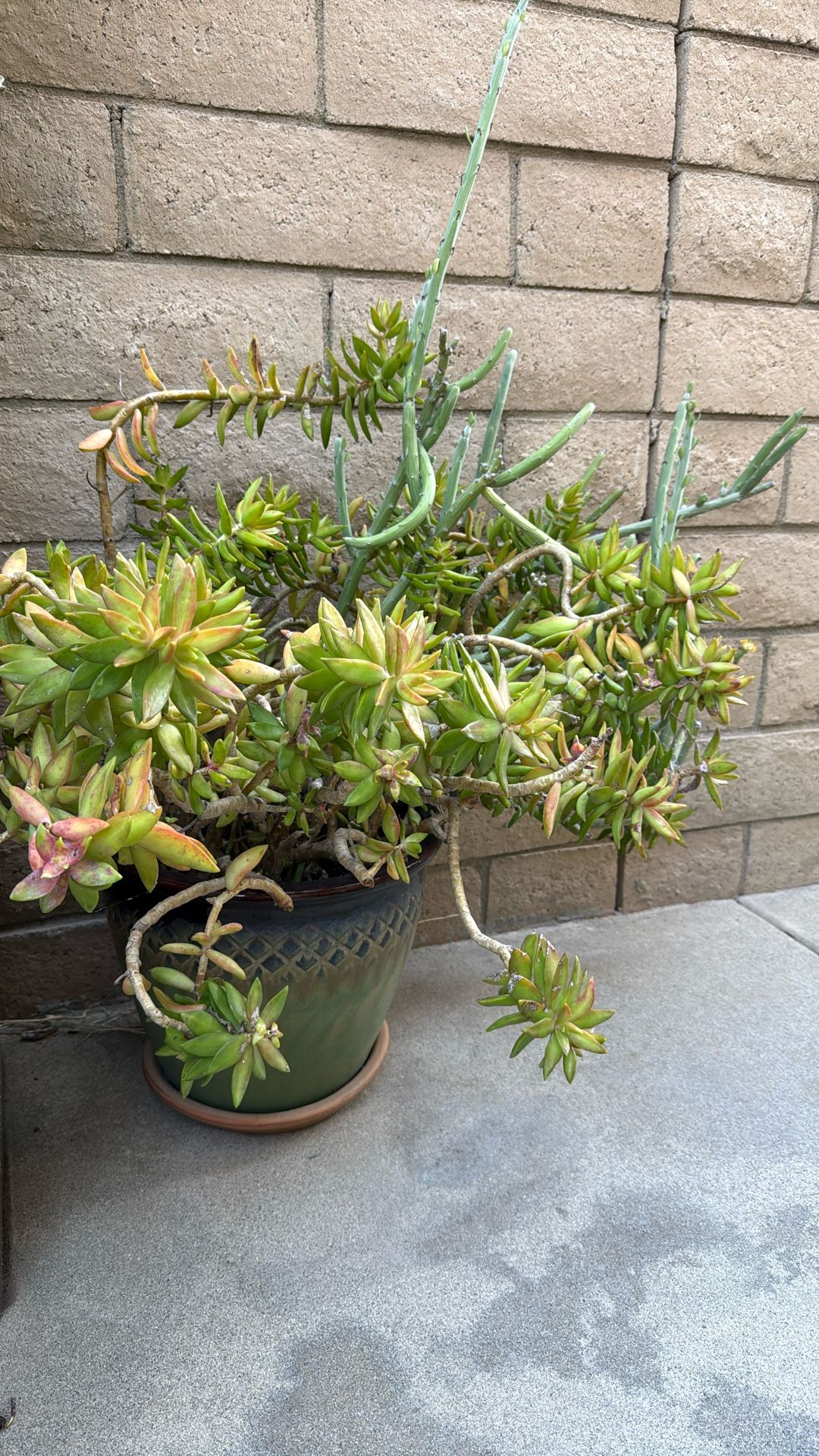 Large Potted Succulent