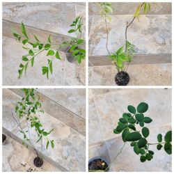 Berry plants with optional free plants