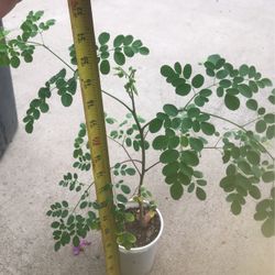 Malunggay/moringa Plants