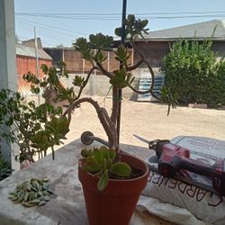 Jade Plant 