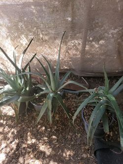 Plantas de savila en 5 gal