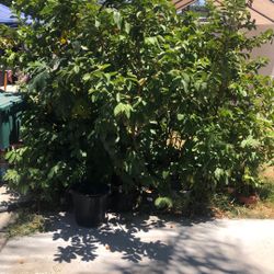 Guayabo Tree