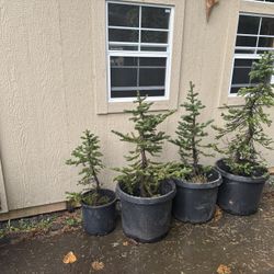 Alpine Fir Or Hemlock Trees —