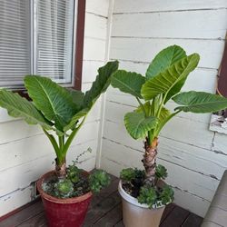 Outdoor Plants